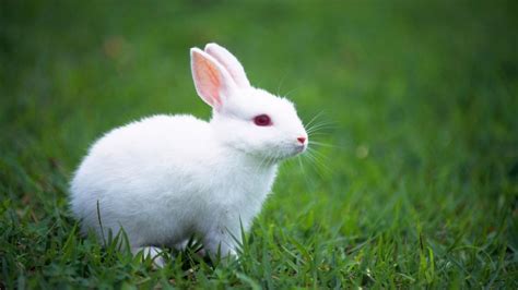Rüyada beyaz tavşan sevmek